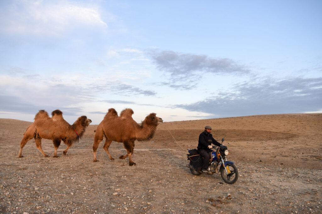 281204 Kamele - Neues aus Xinjiang - China, Medienkampagne, Uiguren, USA, Xinjiang - Theorie & Geschichte