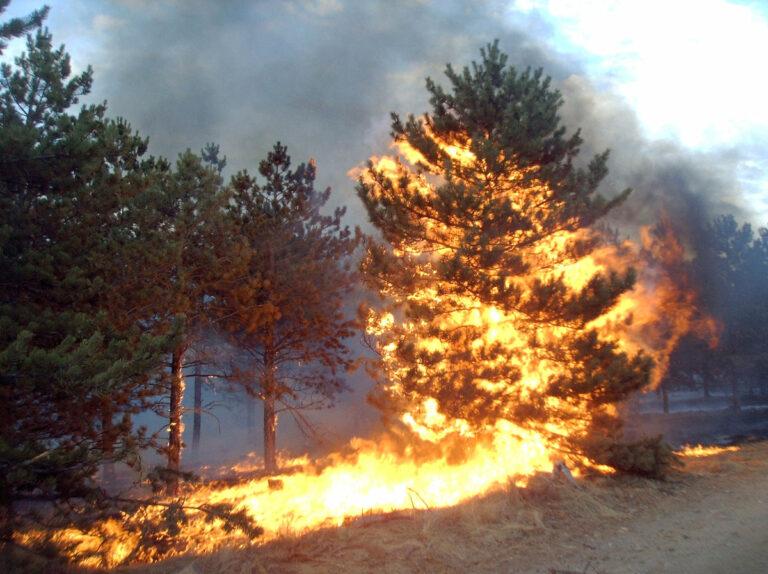 4808 pine fire flare 1129350 - Das Militär wird ausgeklammert - Hintergrund - Hintergrund