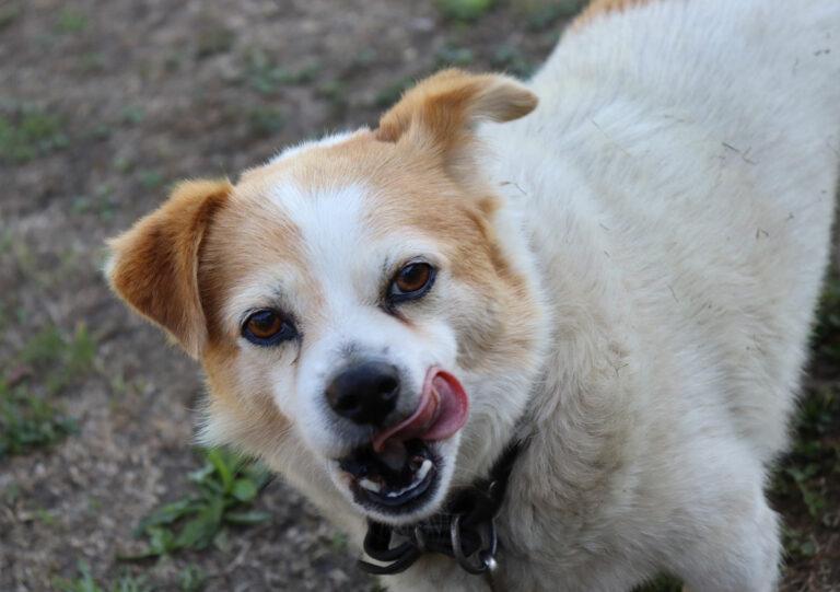 Canis lupus familiaris - Kläffer - Positionen - Positionen